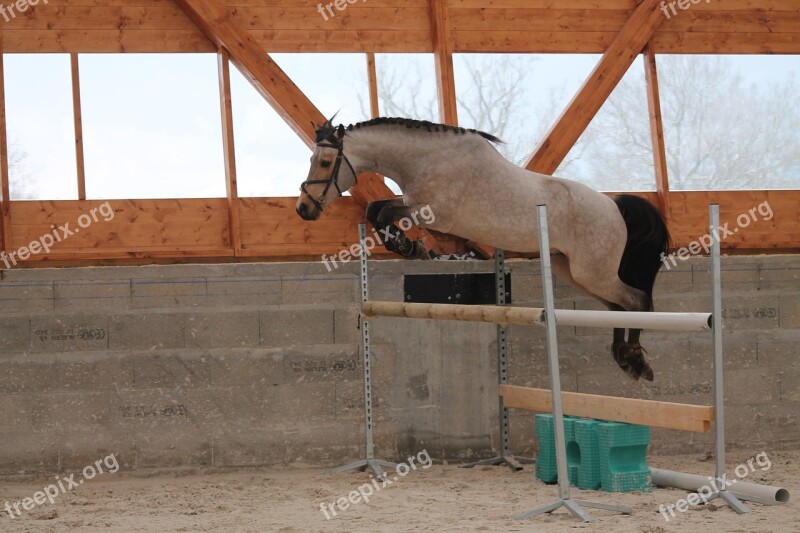 Pony Horse Standard Animals Horseback Riding