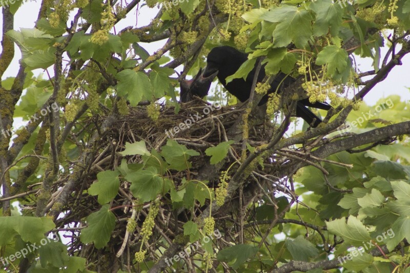 Crow Raven Nest Baby Birds Bird