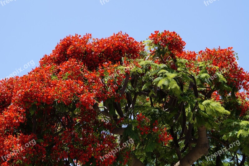 Flamboyant Delonix Regia Red Flowers Tropics