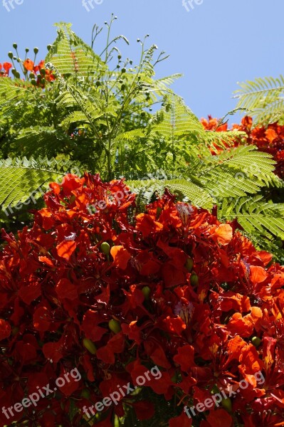 Flamboyant Delonix Regia Red Flowers Tropics