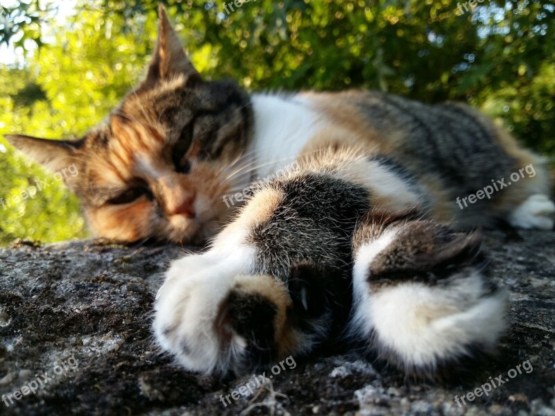 Cat Asleep Relaxation Free Photos