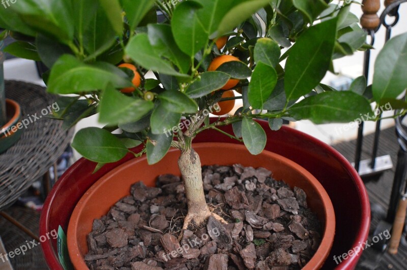 Orange Tree Summer Bloom Citrus Fruits