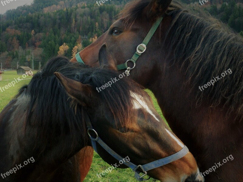 Horse Horses Horse Head Nature Animal