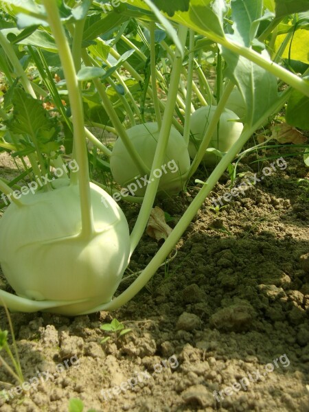 Bio Vegetables Agriculture Csa Kohlrabi