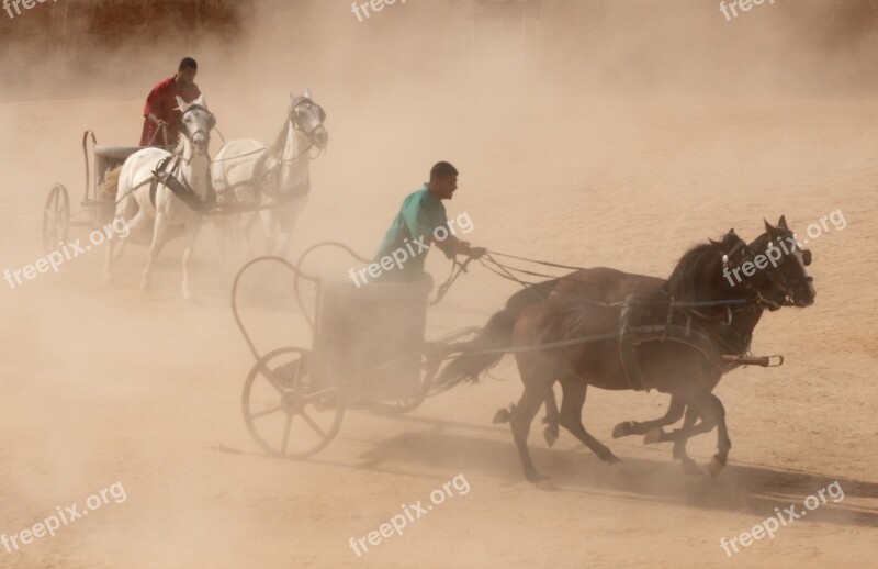 Chariot Horse Roman Race Reenactment