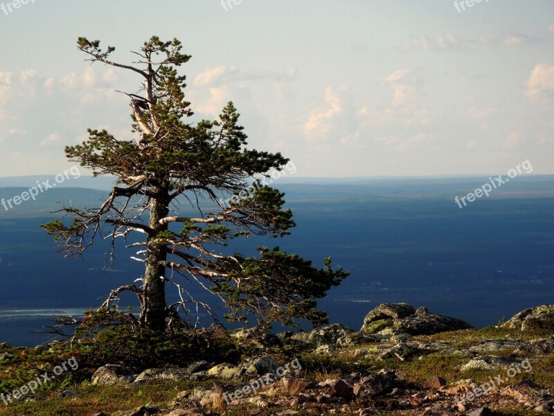 Pine Landscape Conifers Nature Free Photos