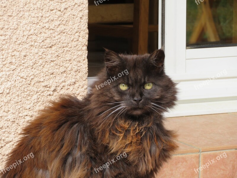 Cat Black Hair Long Reflections