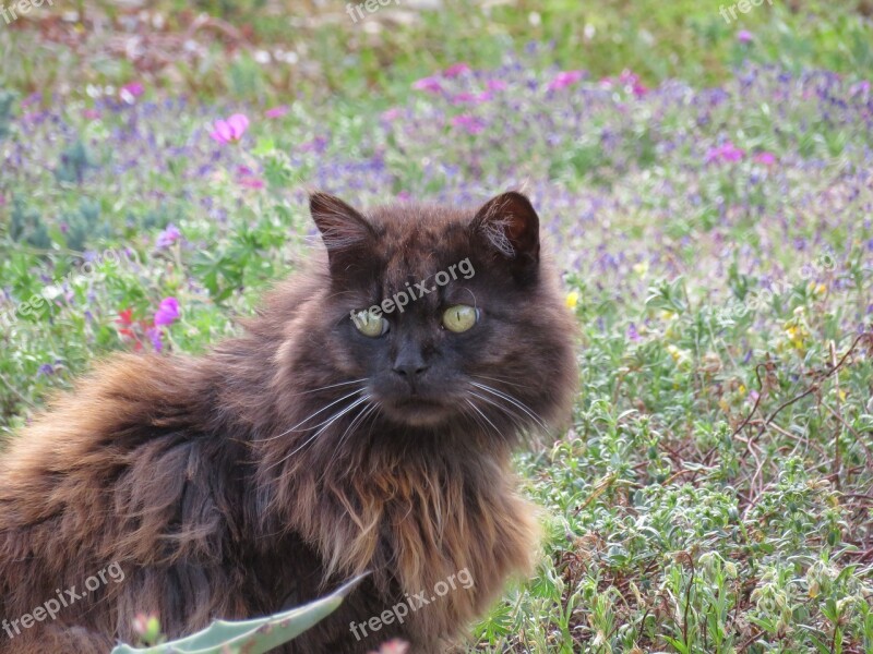 Cat Black Hair Long Cute