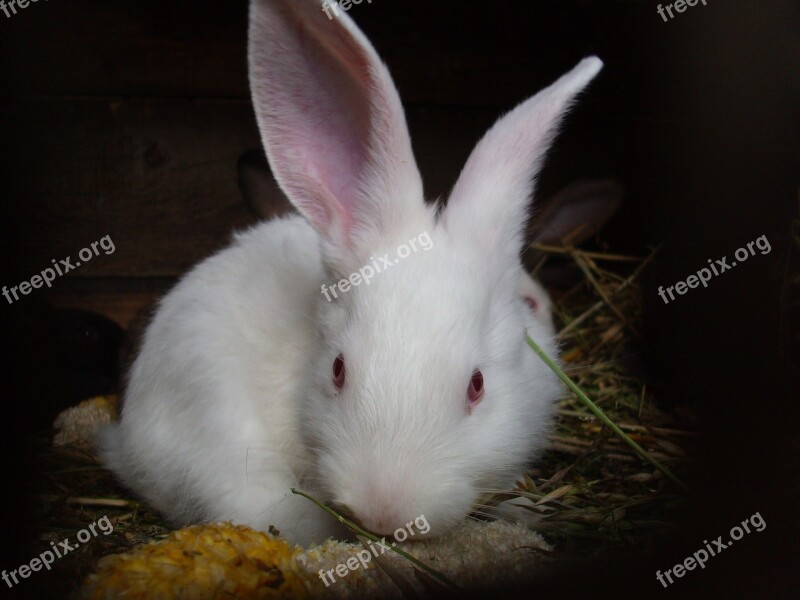 Rabbits Rabbit Animal Easter Ear