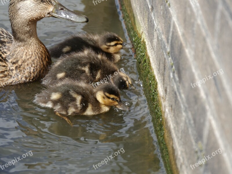 Ducks Mother Young Water Family