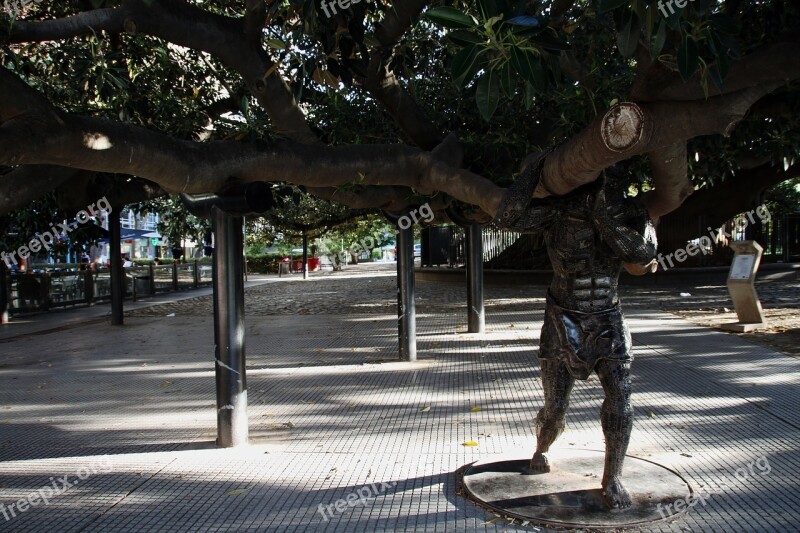 Tree Giant Buenos Aires Old Large