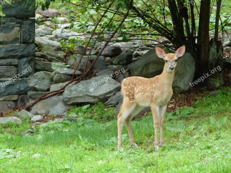 Deer Animal Wild Nature Forest