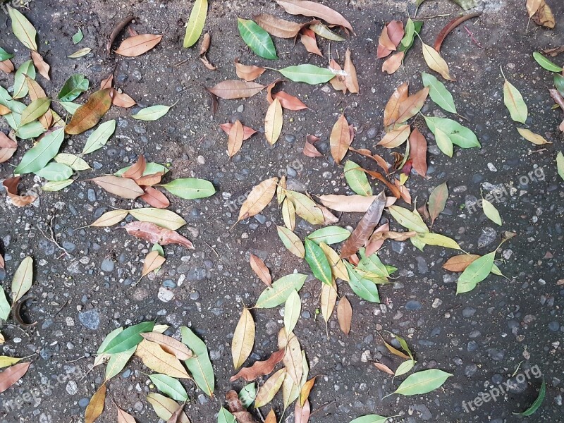 Floor Leaves Colors Texture Loneliness