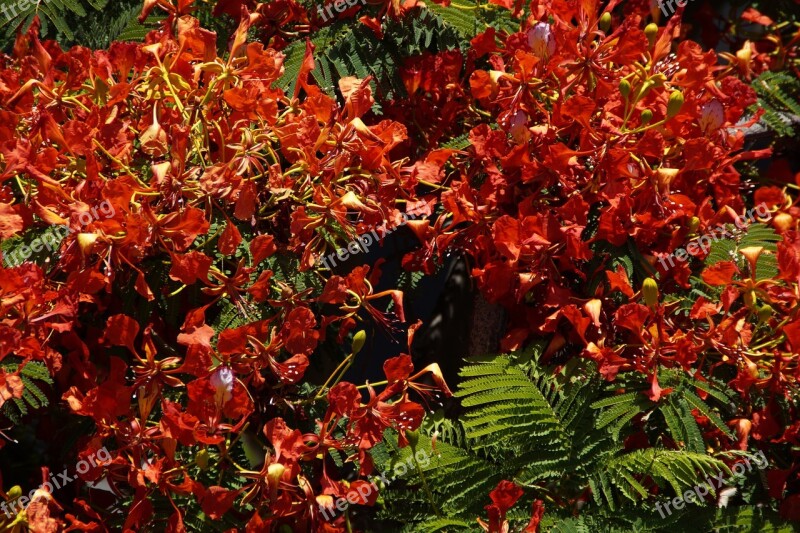 Flamboyant Flourishing Tree Flowers Bloom Summer