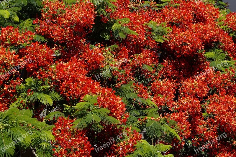 Flamboyant Flourishing Tree Flowers Bloom Summer