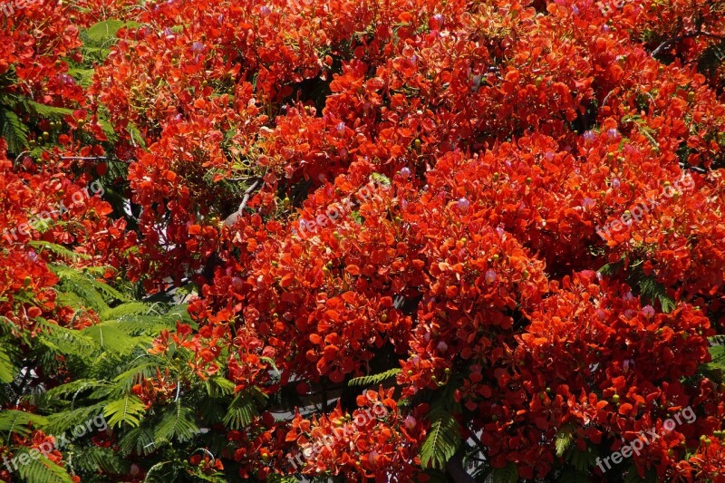 Flamboyant Flourishing Tree Flowers Bloom Summer