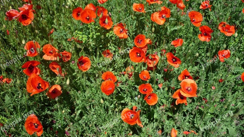 Klatschmohn Bright Red Flowers German Plant Arable Summer