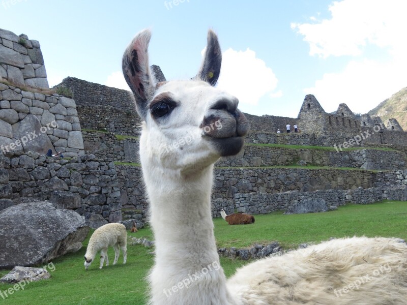 Lama Peru Alpaca Macchu Picchu