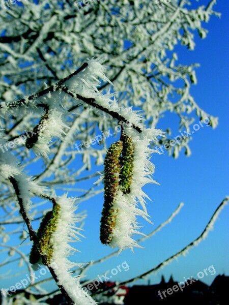 Birch Pollen Frost Icy Winter Cold