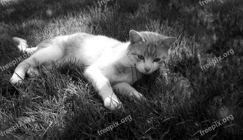 Cat Tomcat Breather Peace Grass