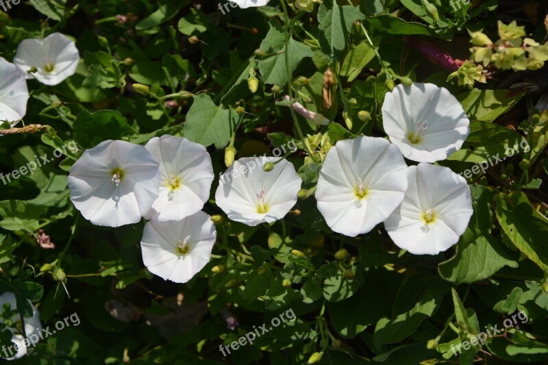 Flowers Of Bindweed White Flowers Wild Garden Bush