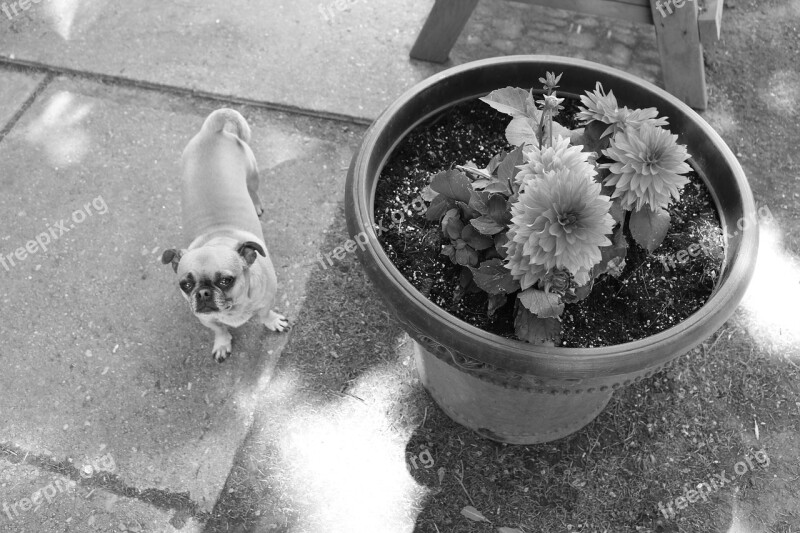 Dog Chihuahua Mix Dog And Flowers Outside Nature