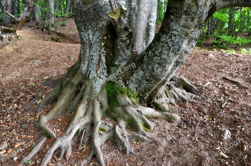 Forest Tree Nature Branch Landscape