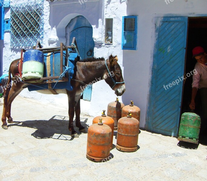 Donkey South Livestock Gas Bottle Animal