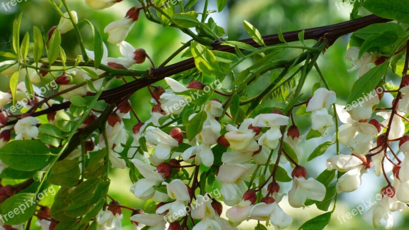 Acacia Tree White Flowers Free Photos