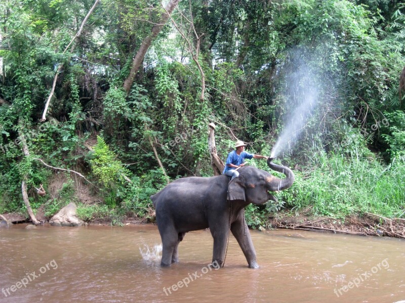 Elephant Mahout Train Elephants Wade Splash