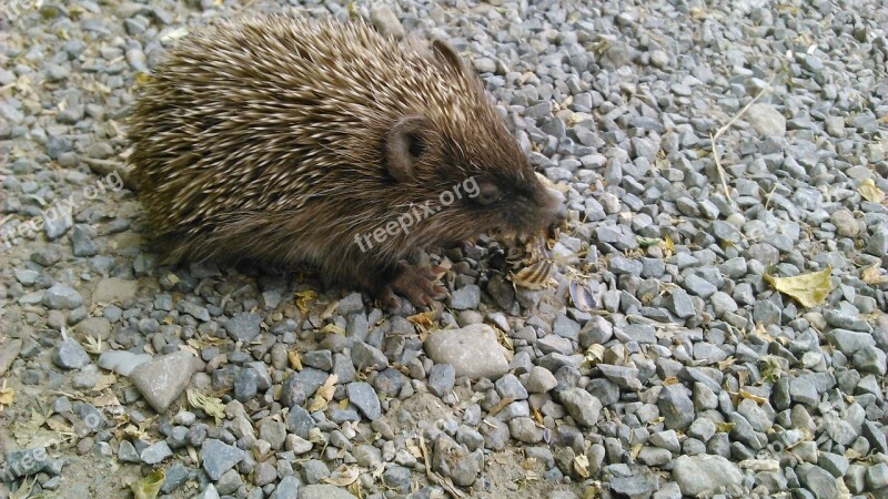 Hedgehog Animal Nature Is From Snake Skin