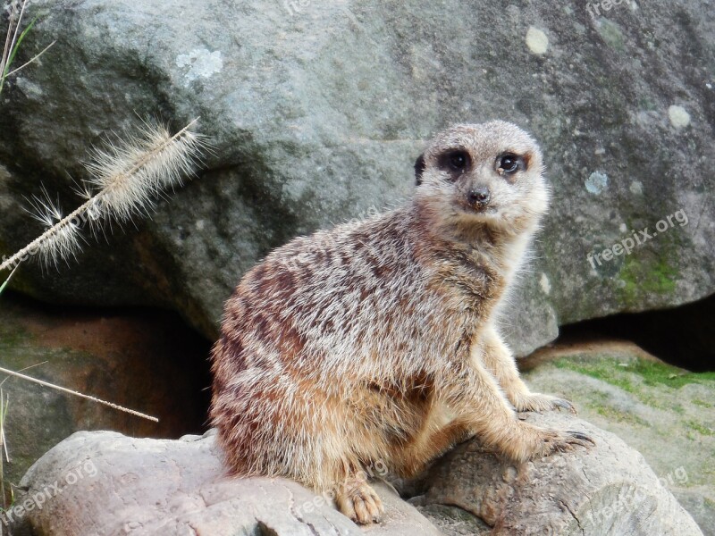 Meercat Timon Cute Wildlife Alert