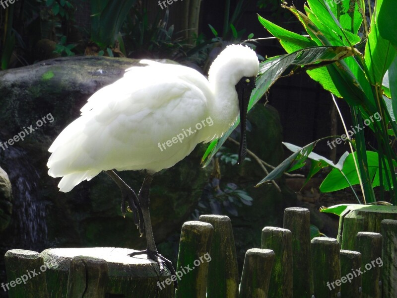 Crane White Crane Bird Watching Nature Bird