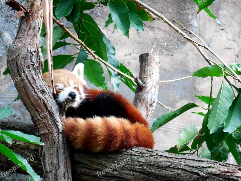 Red Panda Cute Red Panda Cute Panda Red