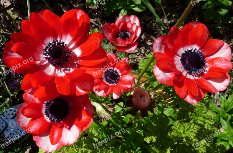 Anemone Flowers Red Free Photos