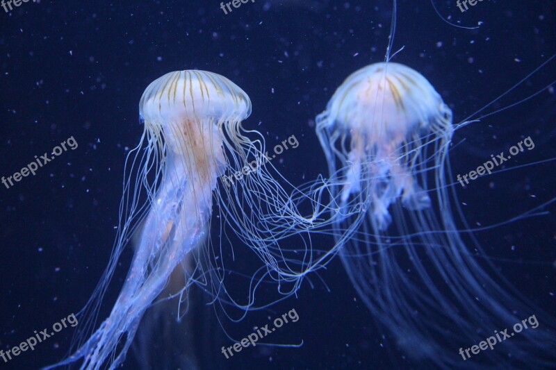 Jellyfish Berlin Zoo Germany Free Photos