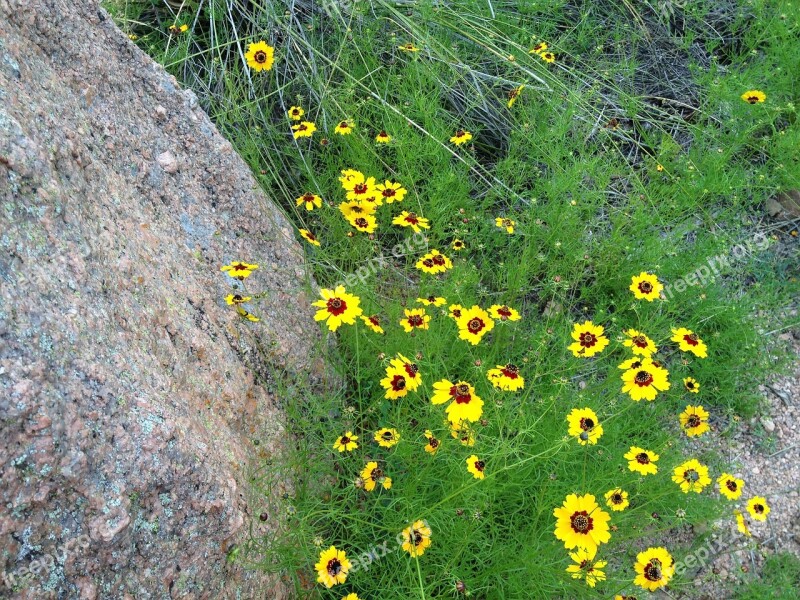 Yellow Wild Flowers Pink Granite Enchanted Rock Texas Free Photos