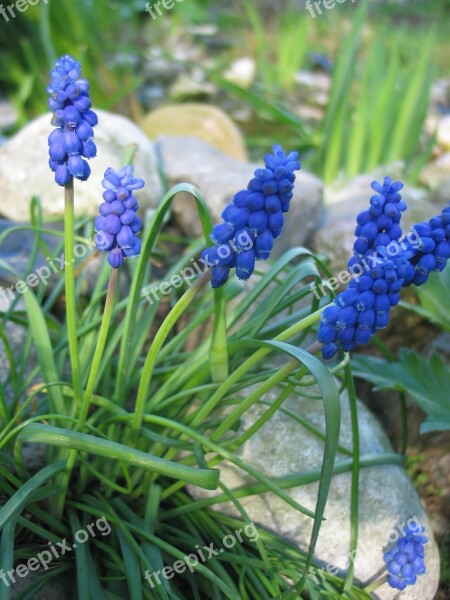 Muscari Blue Violet Blue Flower Flower