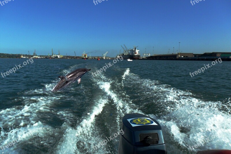 Dolphins Durban Sea Free Photos