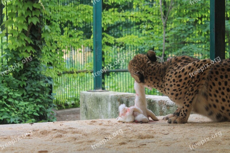 Leopard Prey Eat Predator Big Cat