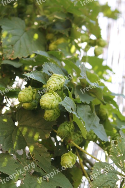 Hops Beer Plant Blossom Bloom