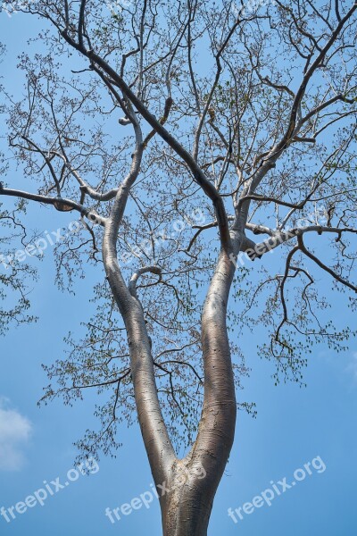 Tree High Blue Landscape Trees