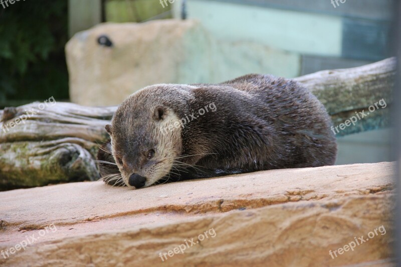 Zoo Nature Otter Free Photos