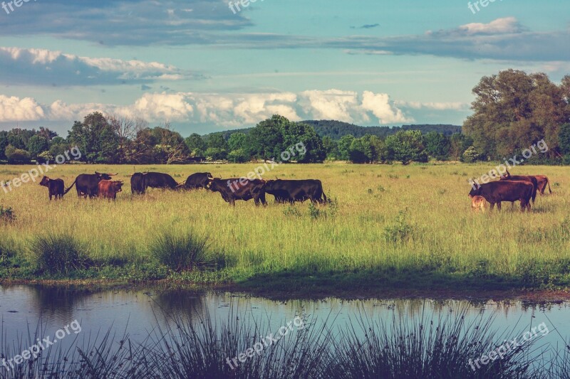 Beef Cattle Pasture Cow Animals