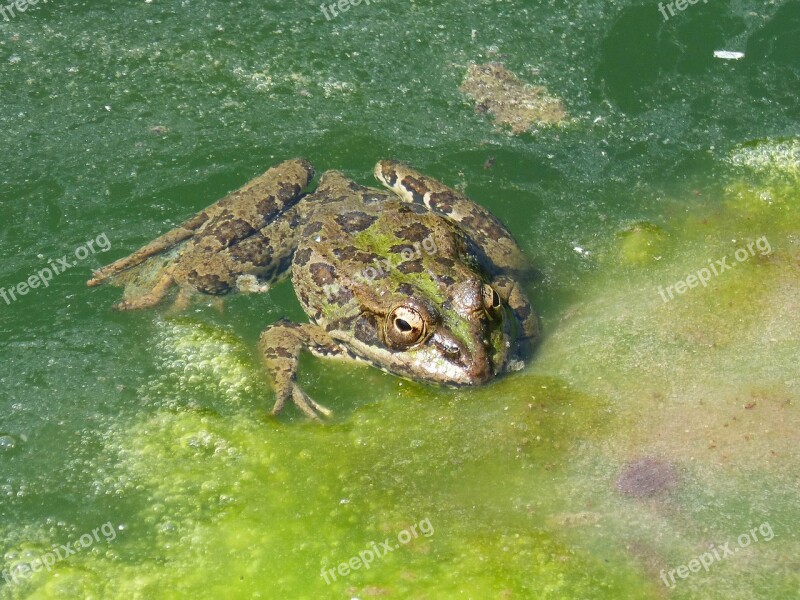 Frog Pond Algae Raft Batrachian