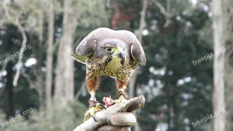 Falcon Bird Nature Free Photos