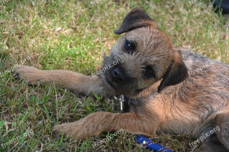 Dog Puppy Race Border-terrier Animal