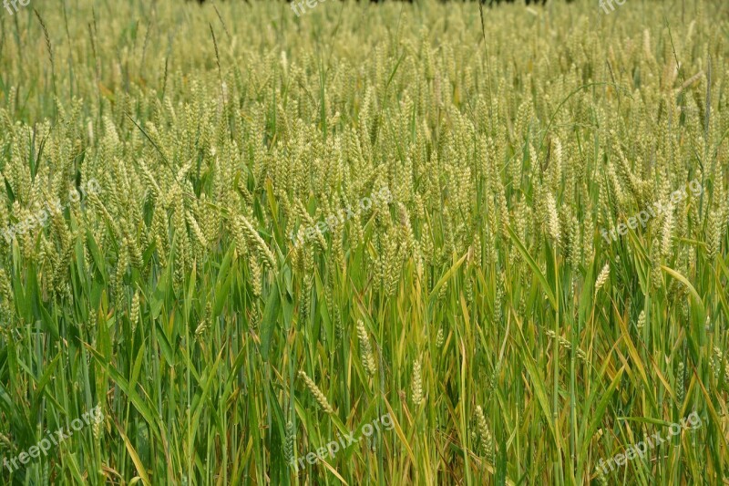 Wheats Cereals Spikes Bread Nature