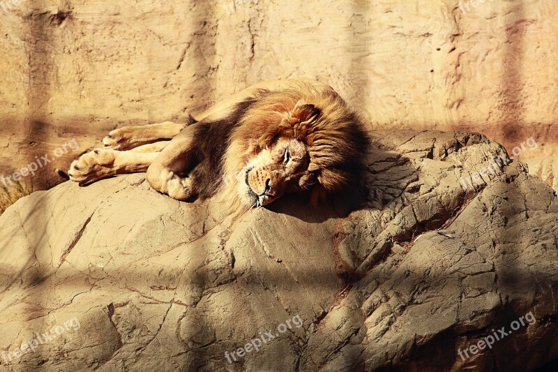 Lion Caged Sleeping Mane Endangered