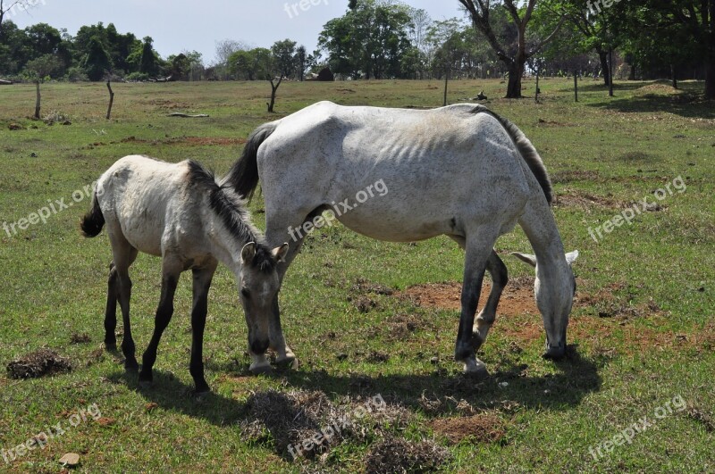 Horses Pasture Green Horse Farm